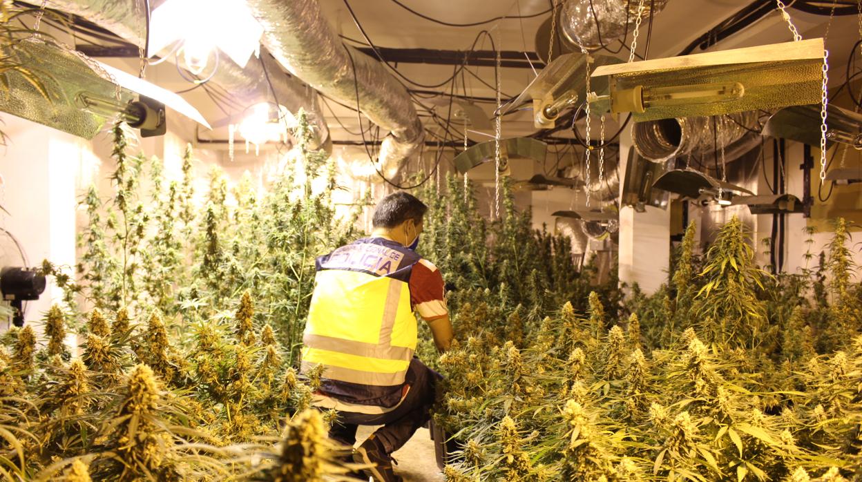 Imagen de uno de los cultivos de marihuana descubiertos en la operación policial