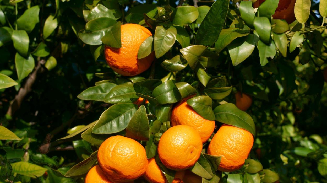 Imagen de un cultivo de la mandarina Orri