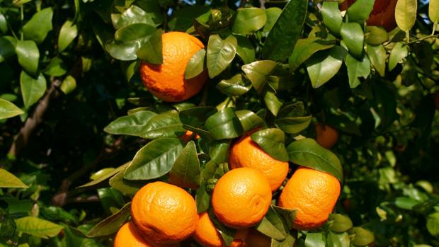 El secreto del éxito de ventas de la mandarina Orri
