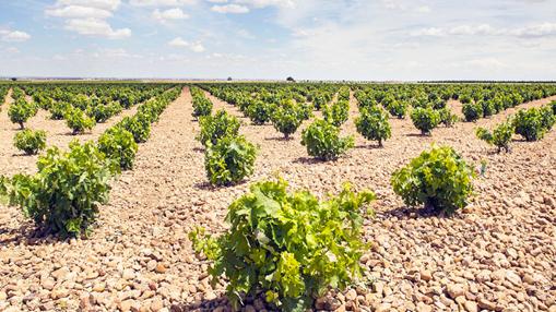 Viñedo de Gelmer Wines en Villanueva de Alcardete (Toledo)