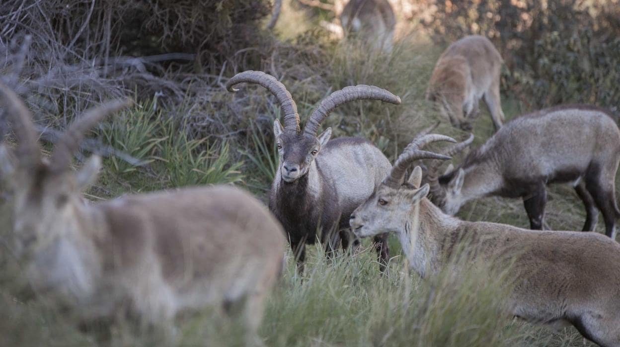 Un grupo de cabras montesas en la Sierra de Guadarrama