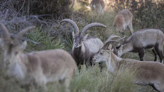 La superpoblación de cabras montesas alcanza su récord en la Sierra de Guadarrama