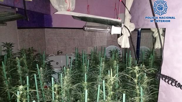 Encuentran una plantación de marihuana en un local de ocio de Yuncler