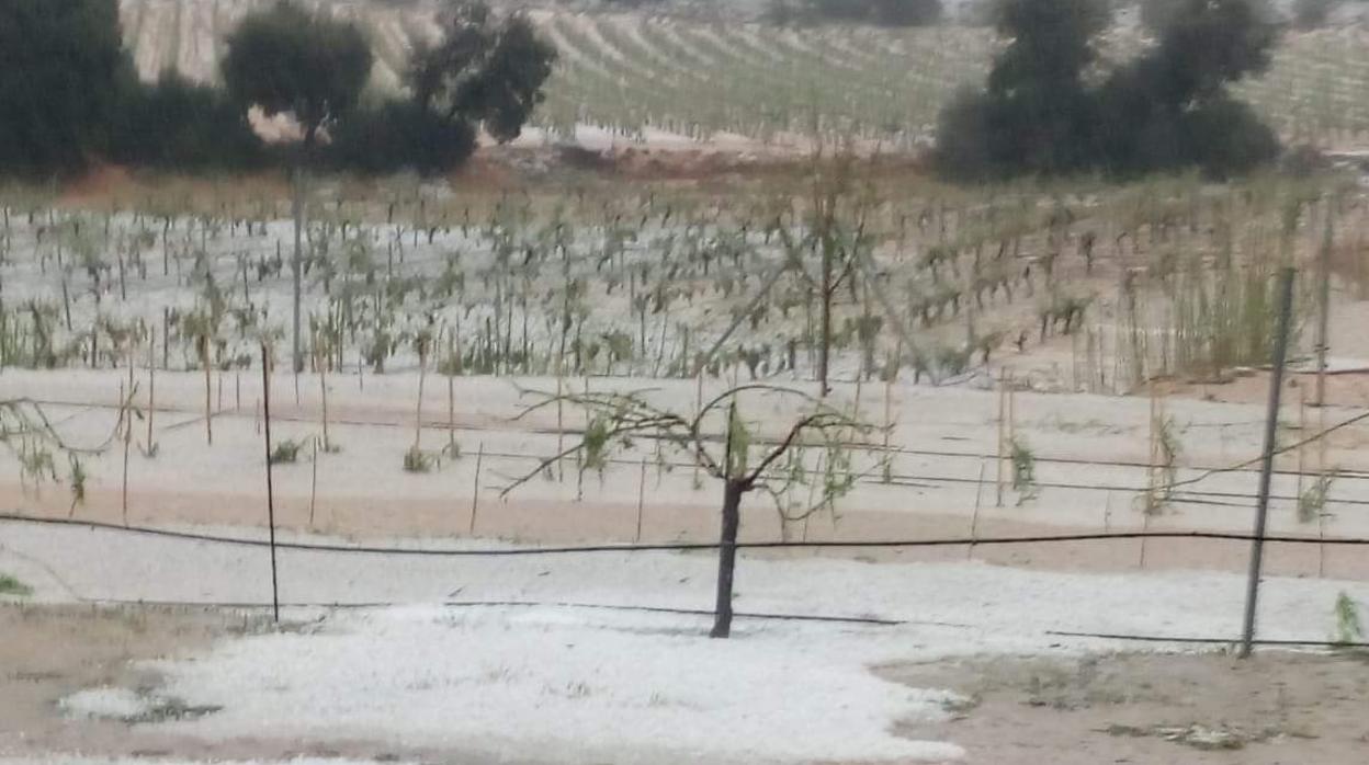 Imagen del estado de uno de los campos tras la tormenta en la zona de Utiel-Requena