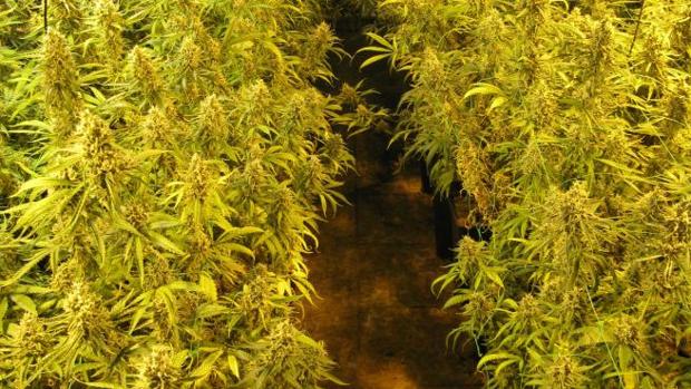 Detenidos un padre y su hijo por cultivar marihuana en una vivienda de Azuqueca e incautadas 902 plantas