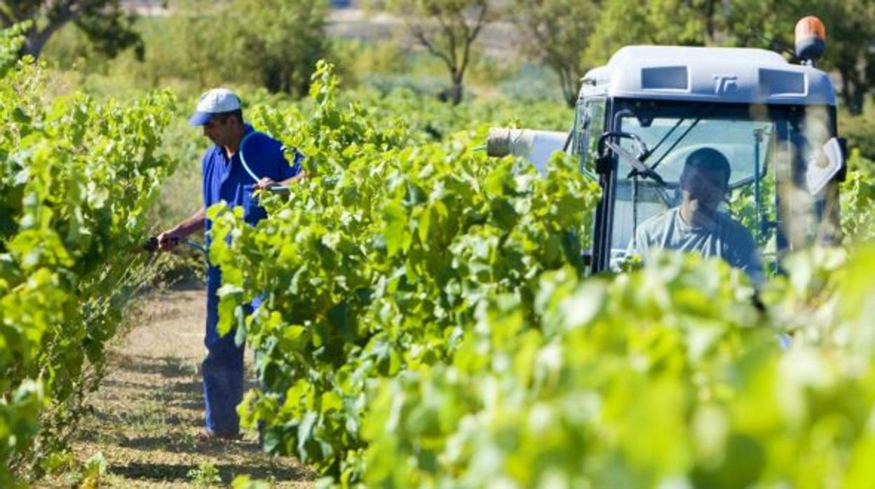 Trabajadores agrícolas en la provincia de Albacete