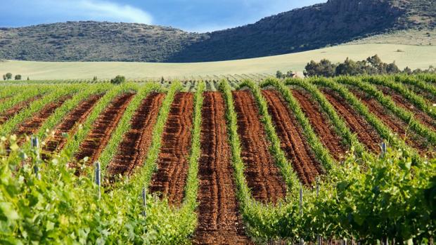 Encomienda de Cervera apuesta por el enoturismo en pleno macizo volcánico de Calatrava