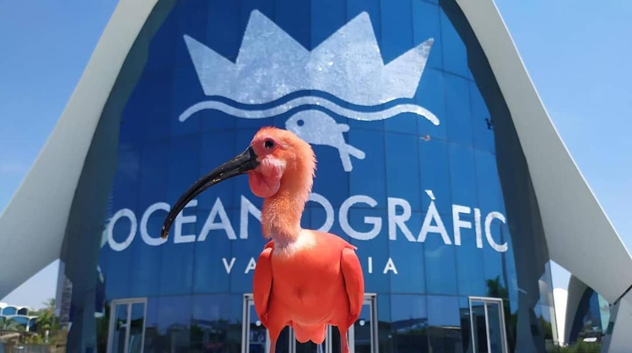 Imagen de Zazuě, el ibis escarlata embajador del Oceanogràfic, frente al edificio de accesos