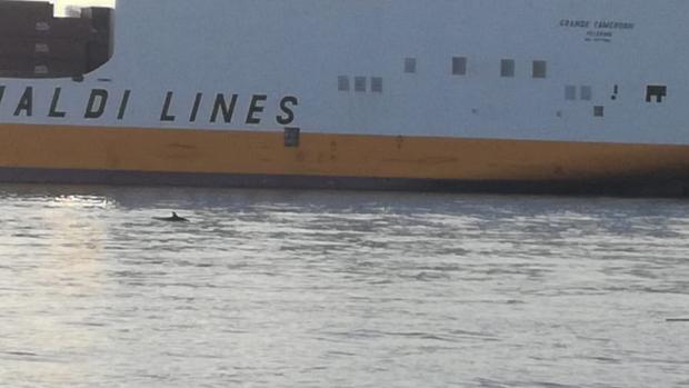 Avistan a un grupo de delfines en aguas del puerto de Valencia