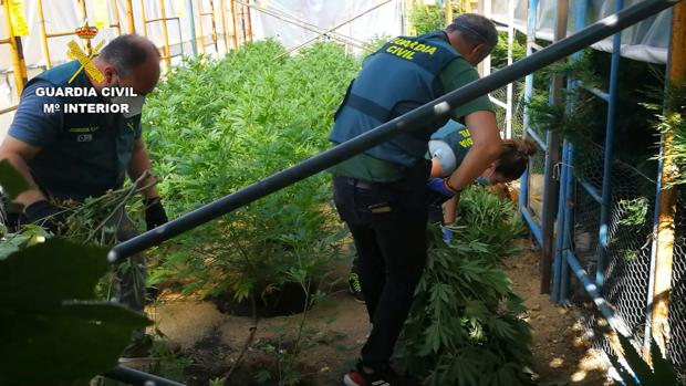 Desmantelan una plantación de cannabis en una vivienda de El Espinar (Segovia)