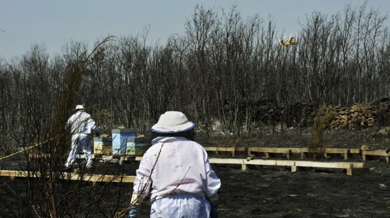 Apicultores en una parte del terreno quemado por las llamas