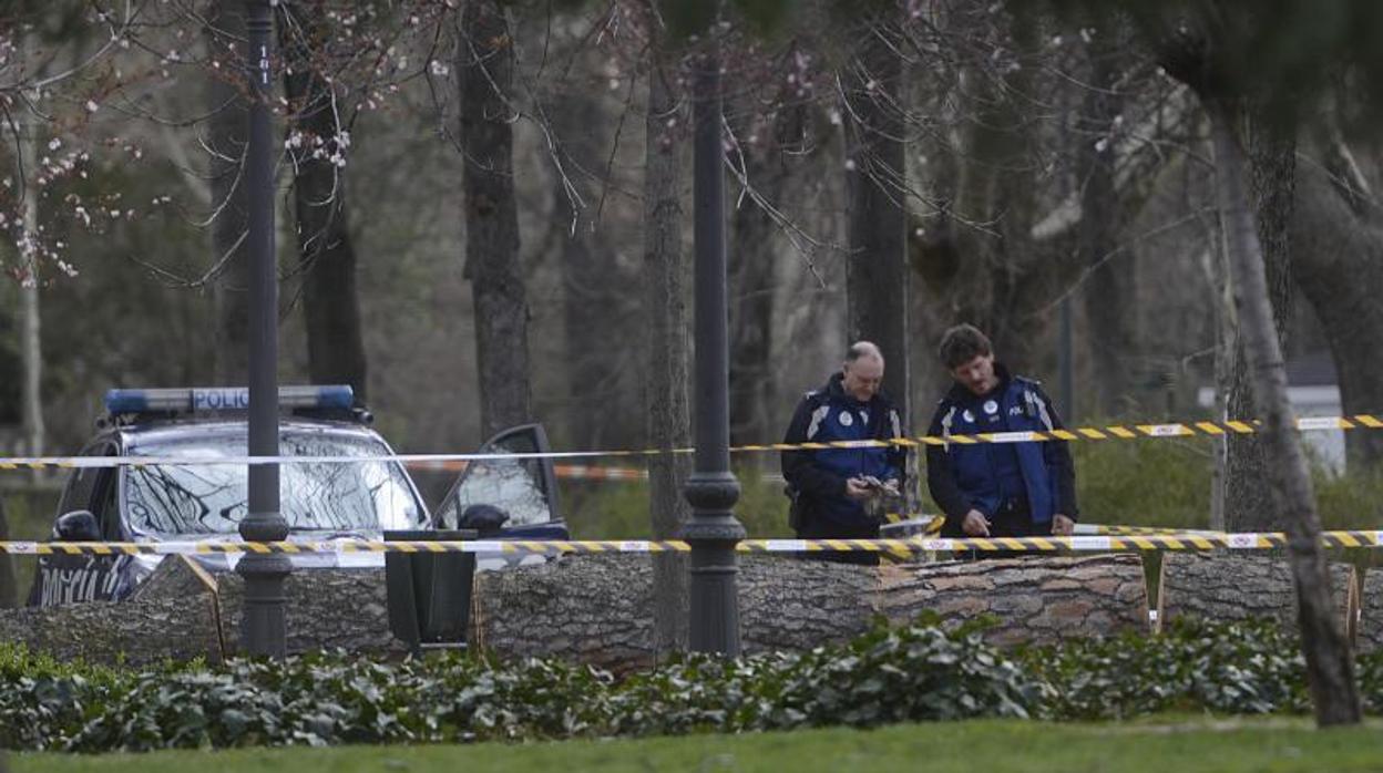 La Policía Municipal baliza el perímetro tras la caída de un árbol en El Retiro