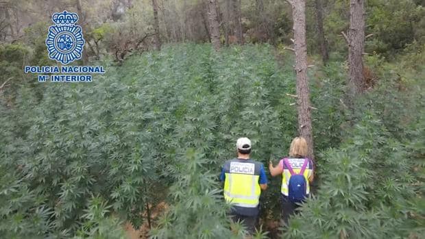 Localizan en un bosque de Huesca una plantación con casi 10 toneladas de marihuana