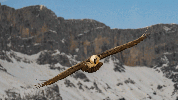 El primer quebrantahuesos nacido en los Picos de Europa en 75 años ya vuela en libertad