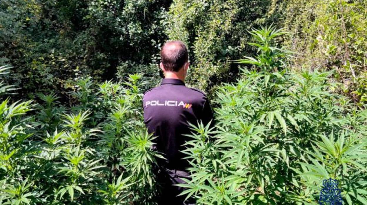 Agente de la Policía Nacional entre las plantas de marihuana incautadas en Palomera (Cuenca)