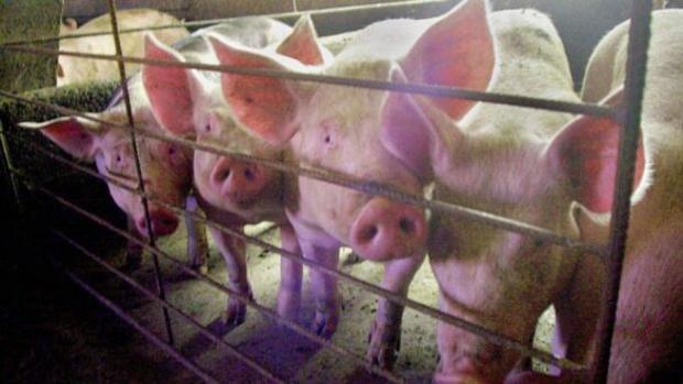 El Ayuntamiento de Quintanar del Rey pedirá paralizar una macrogranja porcina