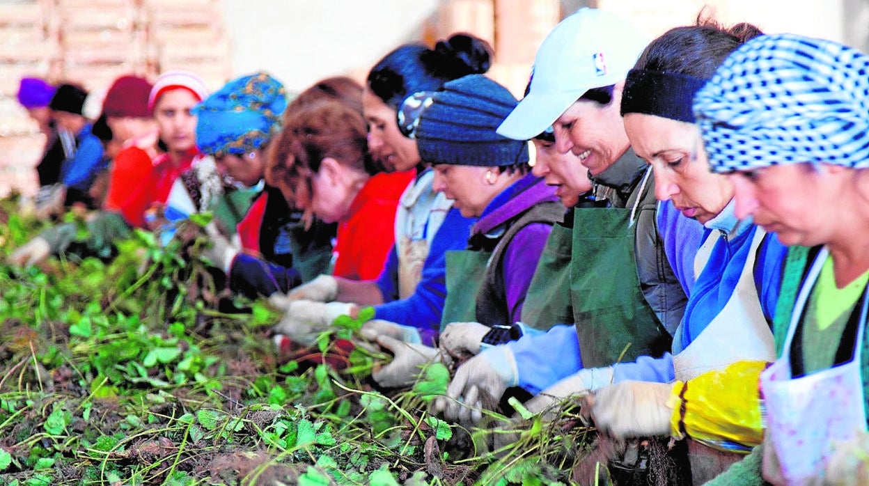 Temporeras trabajan en un vivero de fresa en Segovia