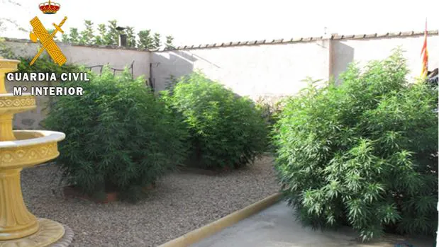 Seis detenidos en la meseta de Ocaña tras el desmantelamiento de dos plantaciones de marihuana con 662 plantas