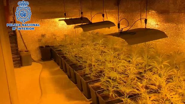 Detenida en Méntrida por cultivar más de 1.200 plantas de marihuana