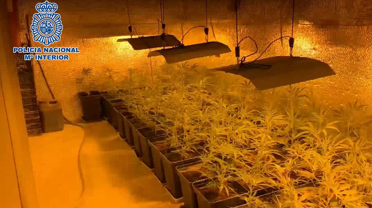 Imagen de las plantas de marihuana cultivadas en Méntrida