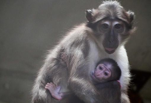 Imagen de la cría de mangabey de Bioparc Valencia