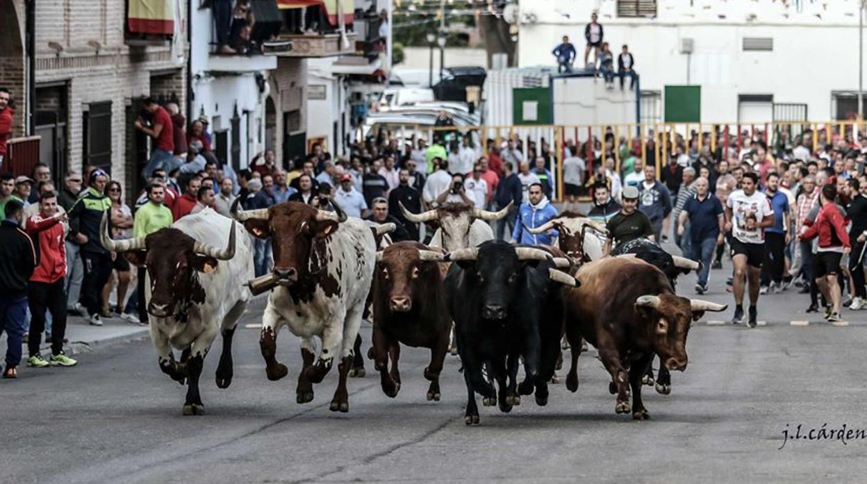 Los encierros son una tradición en las fiestas de Villaseca