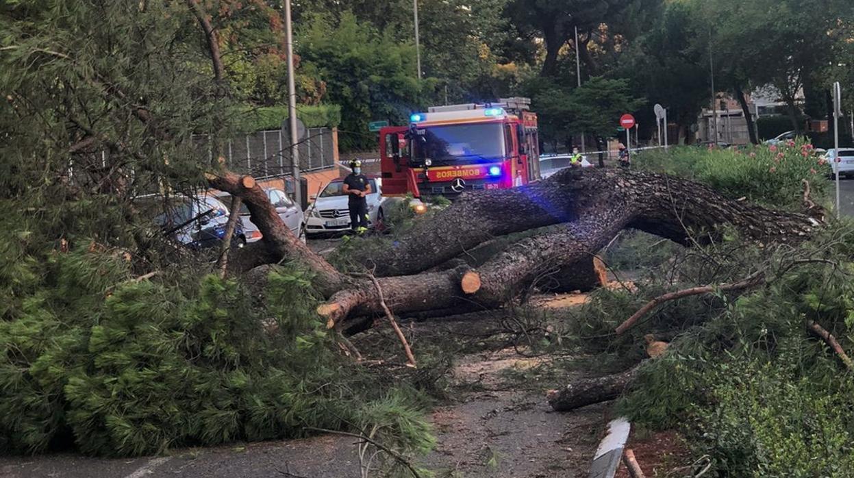 Estado en el que se quedó el árbol tras la caída