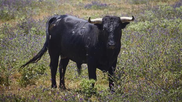 La Diputación de Salamanca convoca el I Certamen Taurino 'Encina Charra' para promocionar el toro de lidia y la dehesa