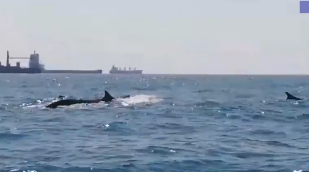 Las ballenas en las aguas de Barcelona