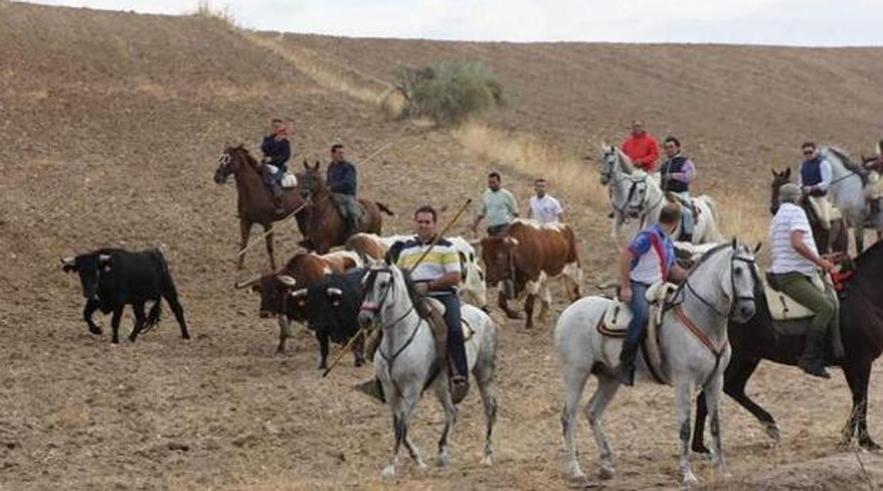 Encierro por el campo de Brihuega (Guadalajara)