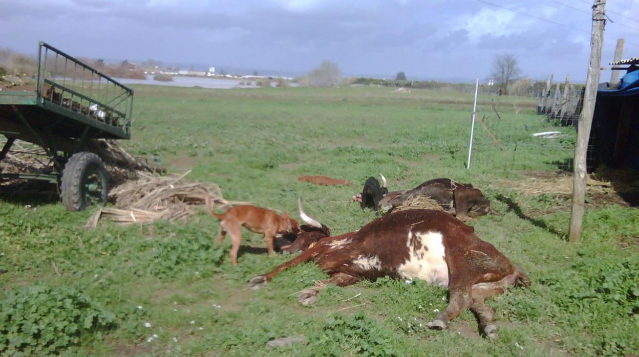 Medio millar de animales murieron durante el incendio