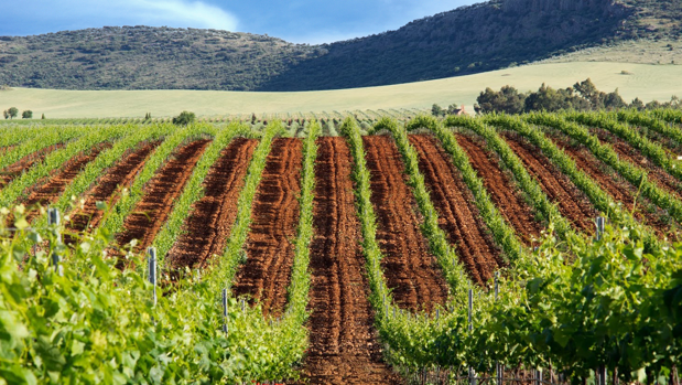 Castilla-La Mancha tramita el registro de la DOP Encomienda de Cervera