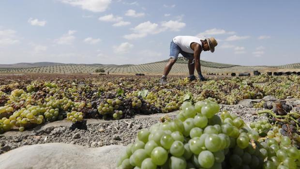 La Junta no costeará los test PCR a los trabajadores del campo: «Es responsabilidad de los empresarios»