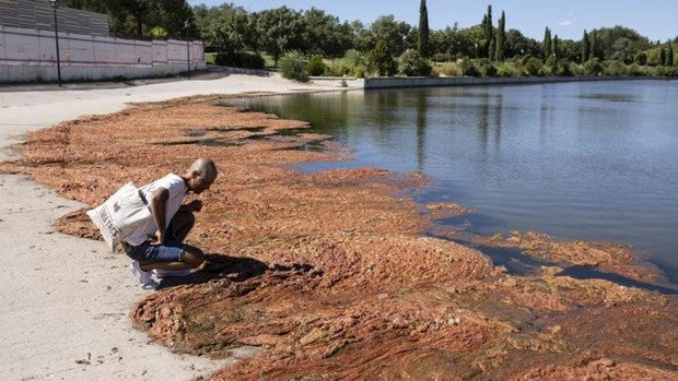 El lago de Pradolongo de Usera, infestado de algas un mes después de vaciarlo