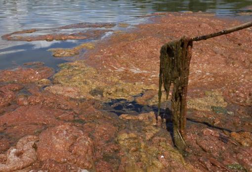 Detalle de las algas acumuladas en la orilla del lago de Pradolongo de Usera