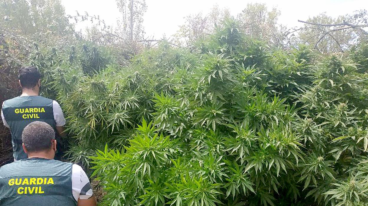 Un helicóptero de la Guardia Civil descubre 56 plantas de marihuana en Zamora durante labores de vigilancia