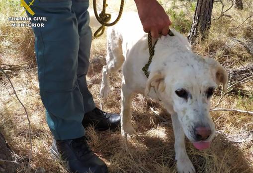 Imagen del labrador rescatado de una jaula-trampa ilegal en Pinoso