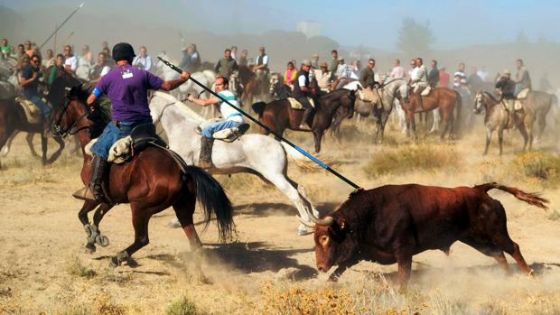 Las redes sociales tumbaron la tradición del Toro de la Vega