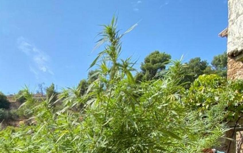 La marihuana incautada se encontraba en un huerto y en un monte de la localidad albaceteña de Letur