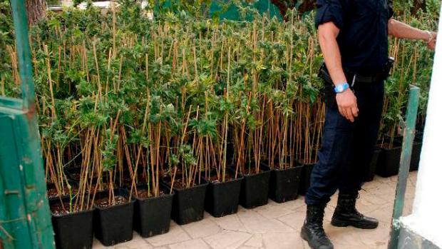 Los Mossos avisan: Cataluña es líder de la UE del tráfico de marihuana y habrá más violencia y corrupción