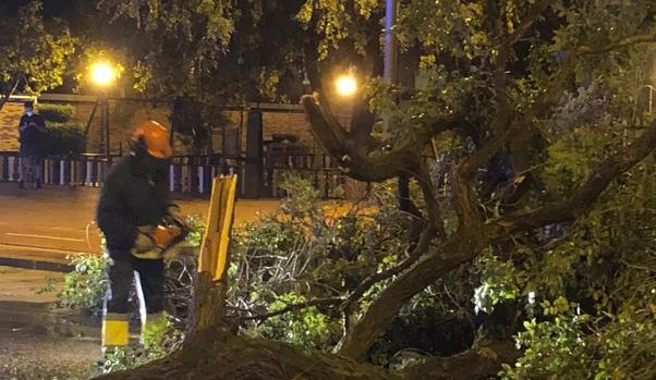 La tormenta en Alcázar provoca numerosos desperfectos en el arbolado