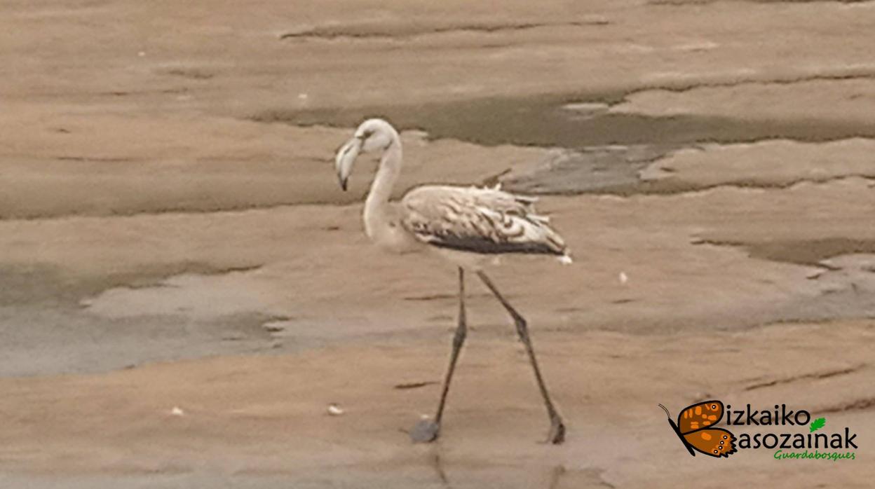 Imagen de uno de los flamencos