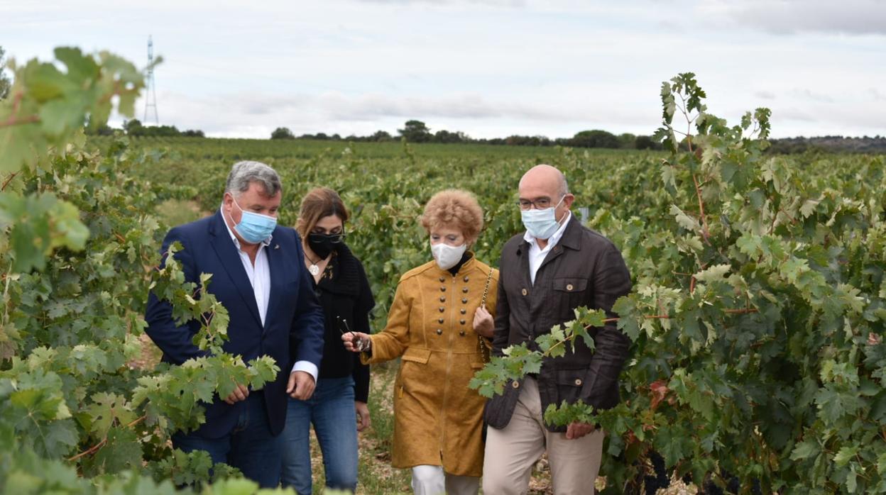 El consejero de Agricultura, Jesús Julio Carnero, entre vides en la DO Ribera del Duero