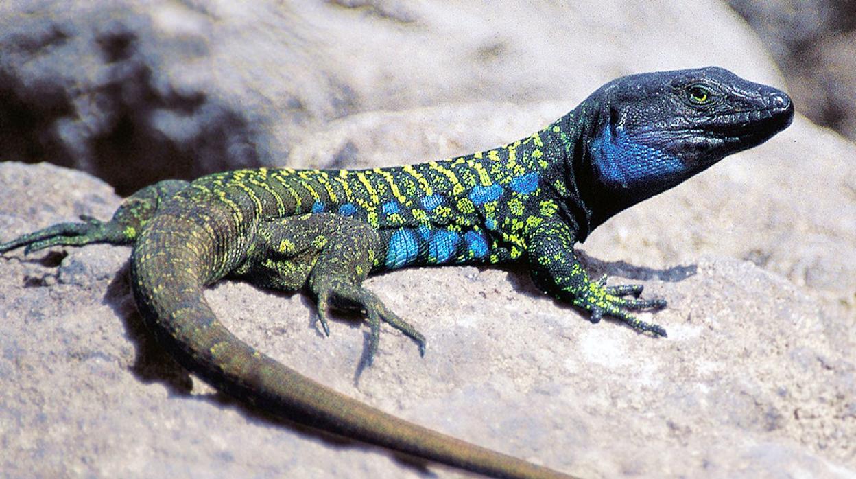 El icónico &#039;lagarto tizón&#039; de Tenerife en peligro por culpa del cambio climático y la actividad humana