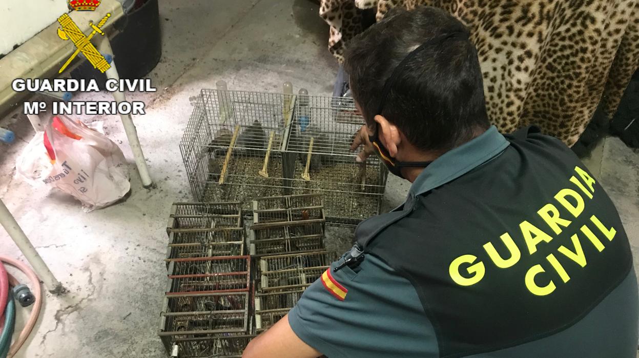 Un agente del SEPRONA de la Guardia Civil junto a jaulas donde estaban las aves protegidas sin autorización