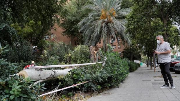 Una anciana sufre heridas tras caerle un árbol por vientos de 100 kilómetros por hora en Valencia