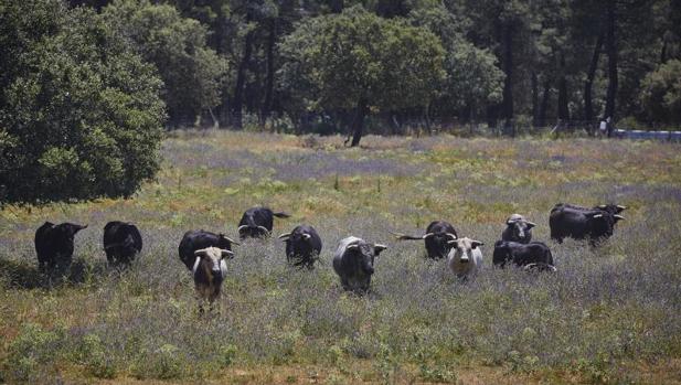 Los ganaderos, contra la Junta de Castilla-La Mancha: «Nos ha dado una estocada hasta la bola»