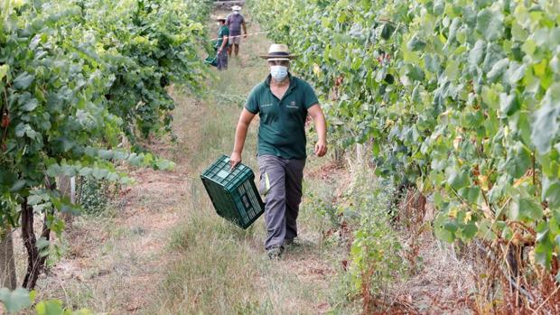 La vendimia «salva» el paro en septiembre en Castilla-La Mancha