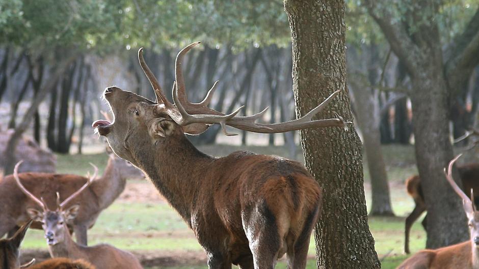 La Palencia natural se rinde a la berrea