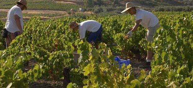 Casi 2.000 viticultores de Castilla-La Mancha se benefician del Plan de Reestructuración del Viñedo